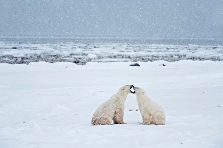 Canada, Manitoba, Churchill. Polar bears on frozen tundra.