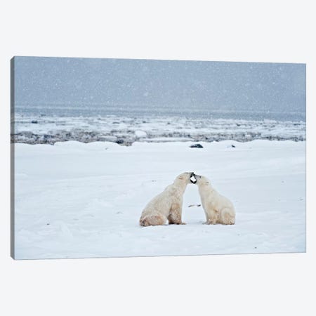 Canada, Manitoba, Churchill. Polar bears on frozen tundra. Canvas Print #JYG419} by Jaynes Gallery Canvas Wall Art