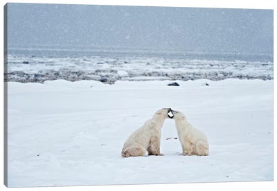 Canada, Manitoba, Churchill. Polar bears on frozen tundra. Canvas Art Print