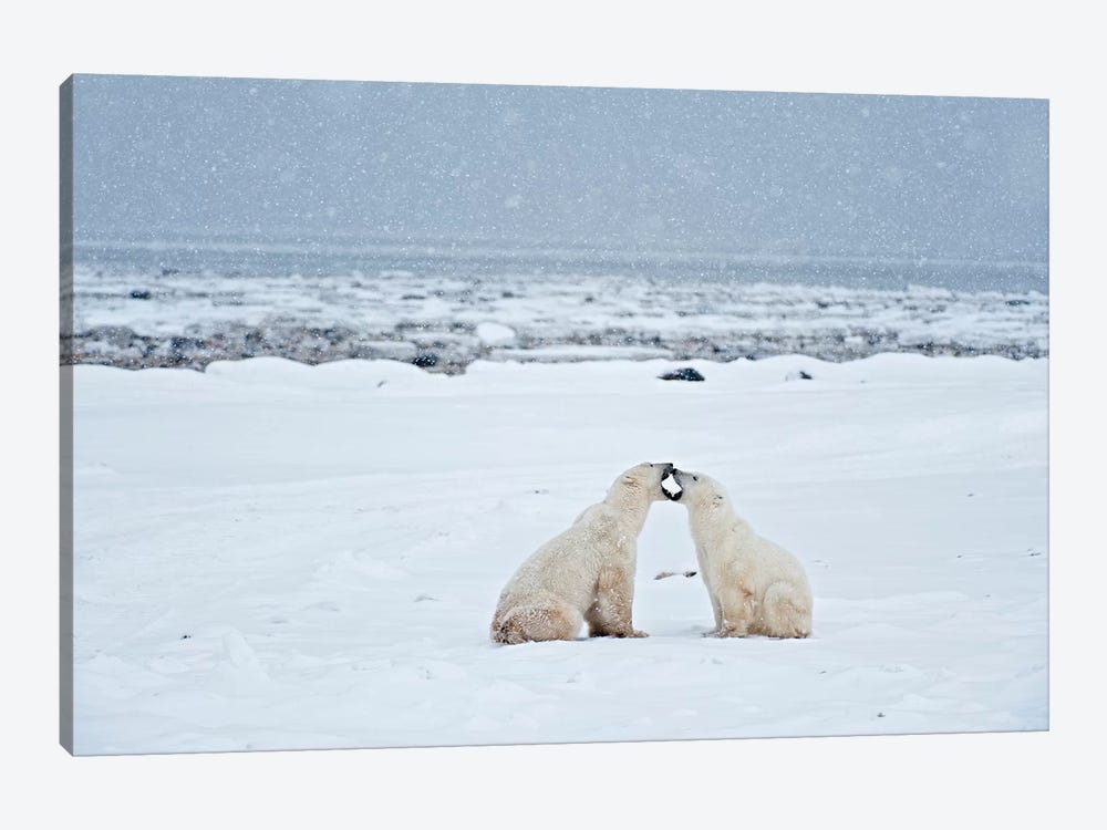 Canada, Manitoba, Churchill. Polar bears on frozen tundra. by Jaynes Gallery 1-piece Art Print