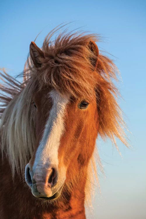 Iceland. Icelandic horse in sunset light II