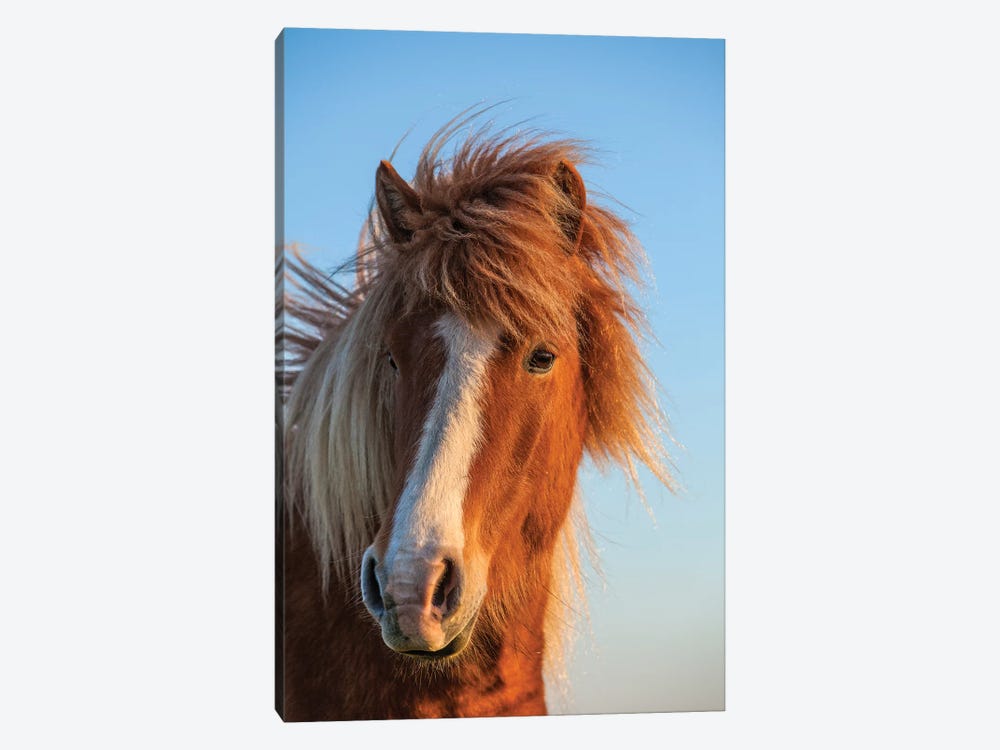 Iceland. Icelandic horse in sunset light II by Jaynes Gallery 1-piece Canvas Wall Art