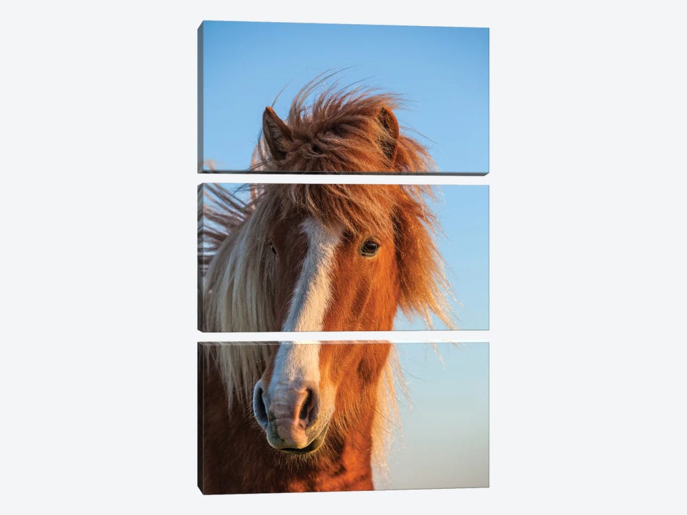 Iceland. Icelandic horse in sunset light II by Jaynes Gallery 3-piece Canvas Art