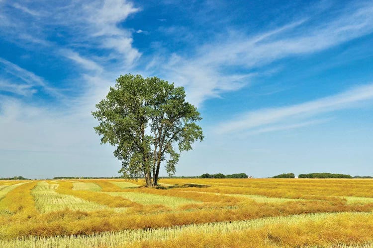 Canada, Manitoba, Dugald. Cottonwood tree in canola crop field.