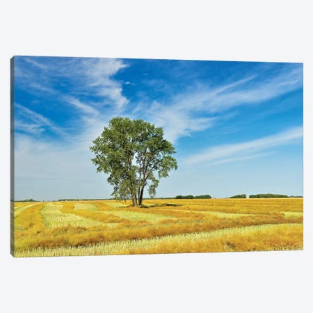 Canada, Manitoba, Dugald. Cottonwood tree in canola crop field. Canvas Print #JYG420} by Jaynes Gallery Canvas Art Print