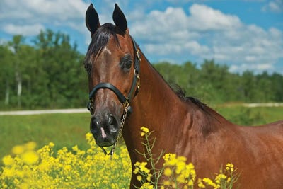 Canada, Manitoba, Grosse Isle. Arabian horse in canola field. by Jaynes Gallery framed wall art