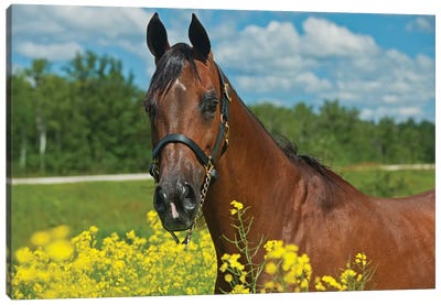 Canada, Manitoba, Grosse Isle. Arabian horse in canola field. Canvas Art Print