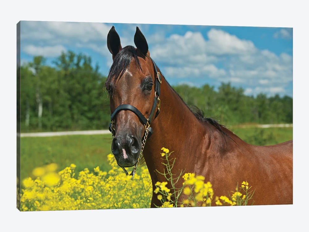 Canada, Manitoba, Grosse Isle. Arabian horse in canola field. by Jaynes Gallery 1-piece Art Print