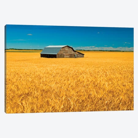 Canada, Manitoba, Holland. Barn and wheat field. Canvas Print #JYG423} by Jaynes Gallery Canvas Print