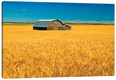 Canada, Manitoba, Holland. Barn and wheat field. Canvas Art Print