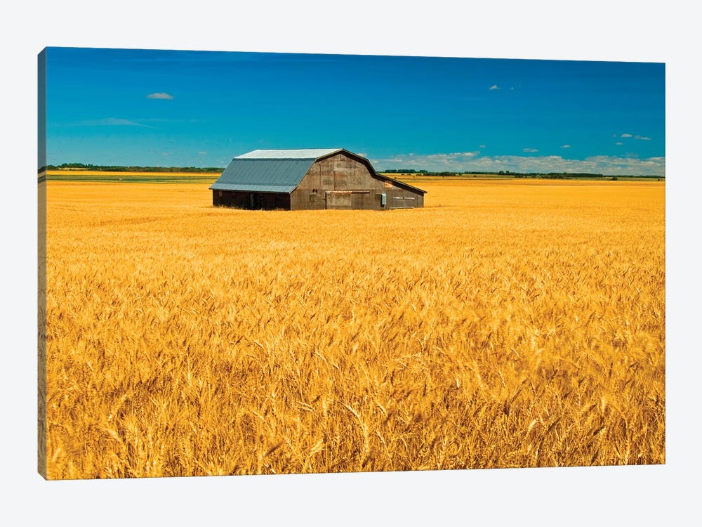 Canada, Manitoba, Holland. Barn and wheat field. by Jaynes Gallery 1-piece Canvas Art