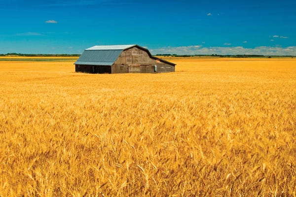 Canada, Manitoba, Holland. Barn and wheat field.