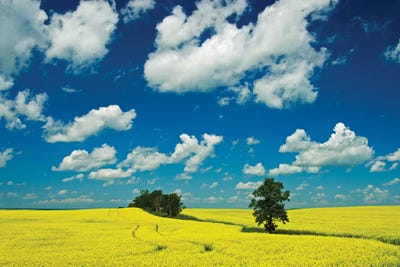 Canada, Manitoba, Rathwell. Trees and canola crop. by Jaynes Gallery framed wall art