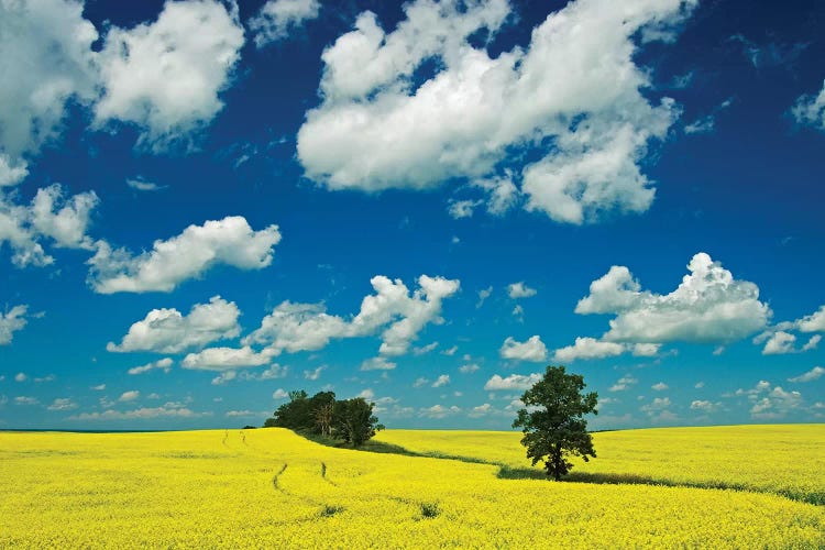 Canada, Manitoba, Rathwell. Trees and canola crop.