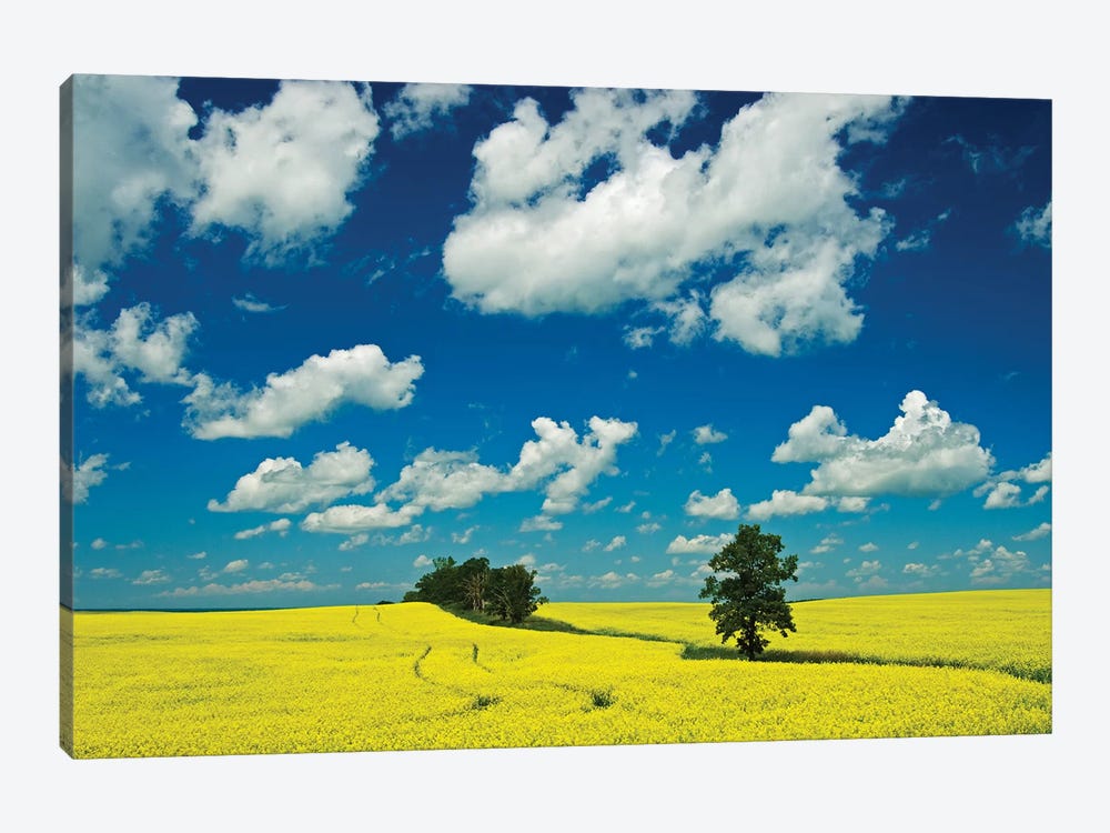 Canada, Manitoba, Rathwell. Trees and canola crop. by Jaynes Gallery 1-piece Canvas Print