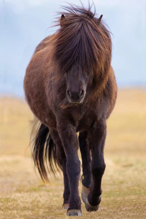 Iceland. Icelandic horse in sunset light III