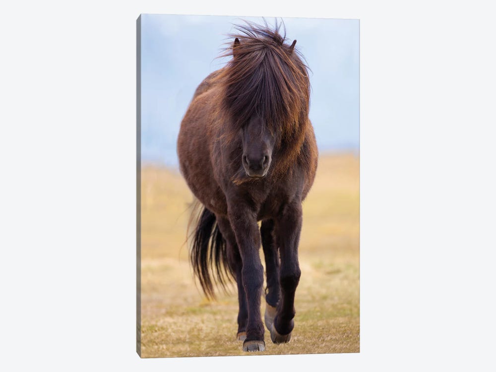 Iceland. Icelandic horse in sunset light III by Jaynes Gallery 1-piece Canvas Art Print