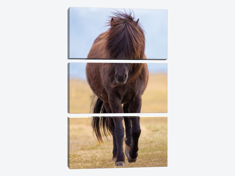 Iceland. Icelandic horse in sunset light III by Jaynes Gallery 3-piece Canvas Print
