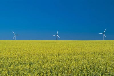 Canada, Manitoba, Somerset. Canola farm crop and clouds. by Jaynes Gallery framed wall art