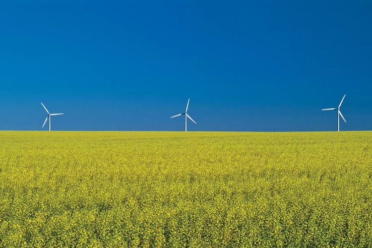 Canada, Manitoba, Somerset. Canola farm crop and clouds.