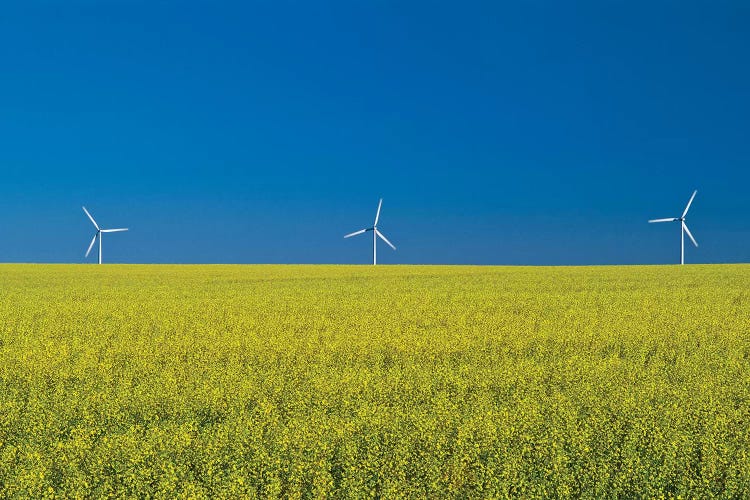 Canada, Manitoba, Somerset. Canola farm crop and clouds. by Jaynes Gallery wall art