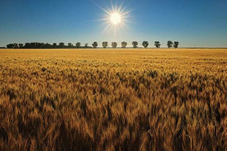 Canada, Manitoba, Starbuck. Sunrise on wheat crop.