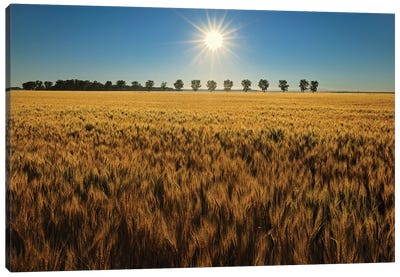 Canada, Manitoba, Starbuck. Sunrise on wheat crop. Canvas Art Print