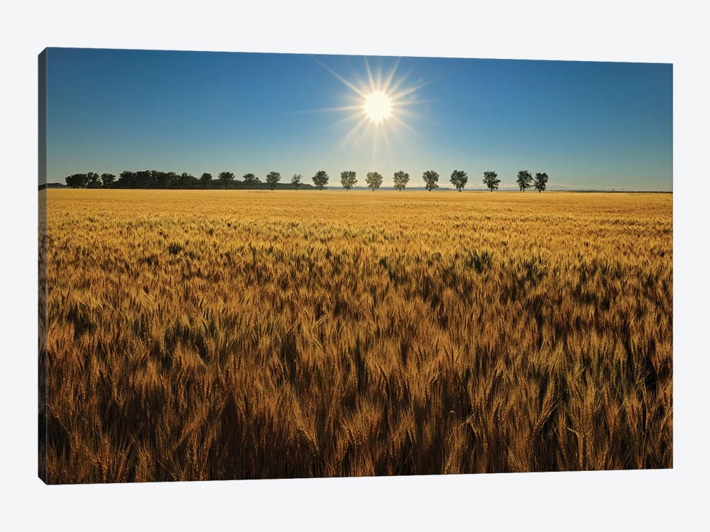 Canada, Manitoba, Starbuck. Sunrise on wheat crop. by Jaynes Gallery 1-piece Canvas Art Print