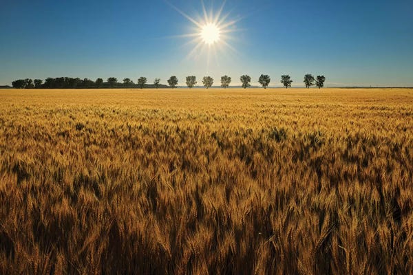 Manitoba: Canada, Manitoba, Starbuck. Sunrise on wheat crop. by Jaynes Gallery