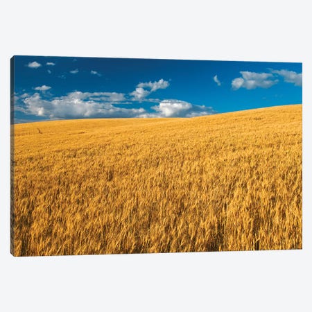 Canada, Manitoba, Swan Lake. Mature winter wheat crop. Canvas Print #JYG432} by Jaynes Gallery Canvas Wall Art