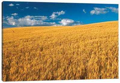 Canada, Manitoba, Swan Lake. Mature winter wheat crop. Canvas Art Print