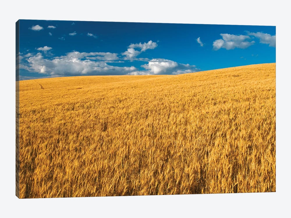 Canada, Manitoba, Swan Lake. Mature winter wheat crop. by Jaynes Gallery 1-piece Canvas Art