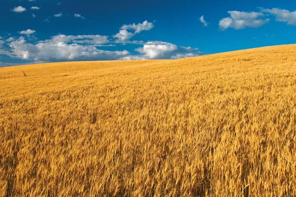 Canada, Manitoba, Swan Lake. Mature winter wheat crop.