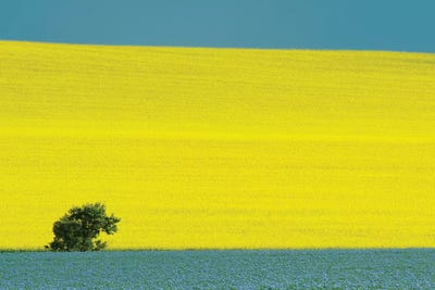 Canada, Manitoba, Treherne. Canola and flax crops. by Jaynes Gallery framed wall art