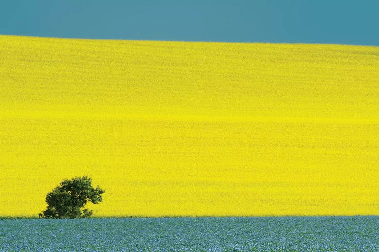 Canada, Manitoba, Treherne. Canola and flax crops.