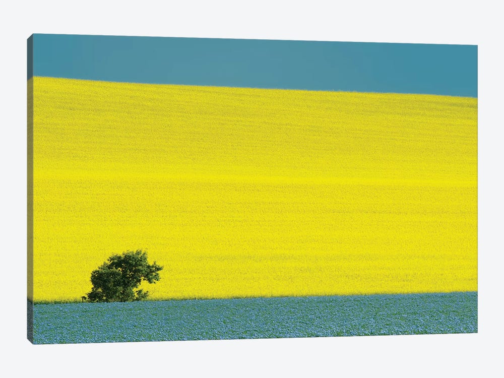 Canada, Manitoba, Treherne. Canola and flax crops. by Jaynes Gallery 1-piece Canvas Art Print