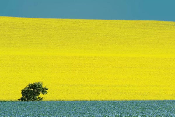 Manitoba: Canada, Manitoba, Treherne. Canola and flax crops. by Jaynes Gallery