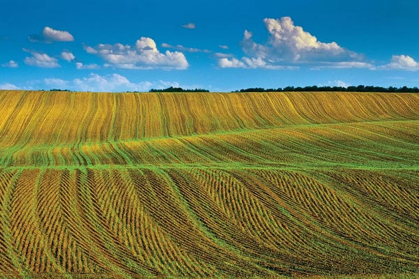 Manitoba: Canada, Manitoba, Treherne. Crop patterns in spring. by Jaynes Gallery