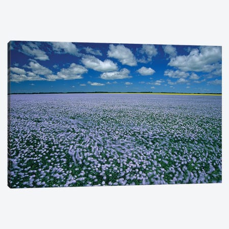 Canada, Manitoba, Treherne. Flax field blowing in wind. Canvas Print #JYG435} by Jaynes Gallery Canvas Art Print