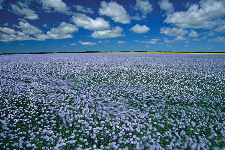 Canada, Manitoba, Treherne. Flax field blowing in wind.