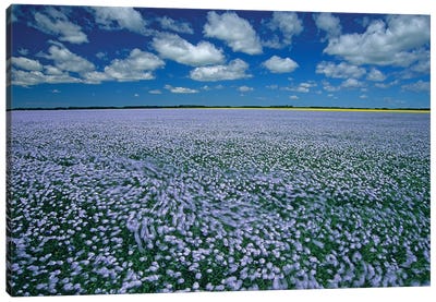 Canada, Manitoba, Treherne. Flax field blowing in wind. Canvas Art Print