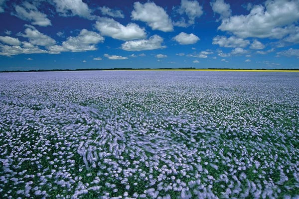 Manitoba: Canada, Manitoba, Treherne. Flax field blowing in wind. by Jaynes Gallery