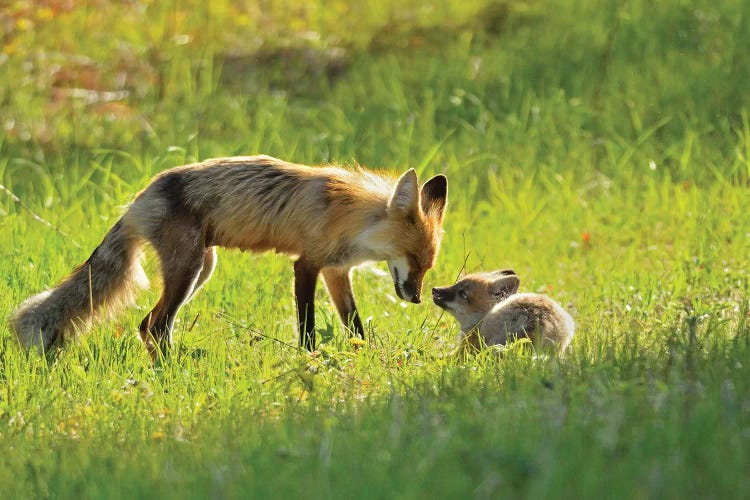 Canada, Manitoba, Whiteshell Provincial Park. Red fox mother with kit.