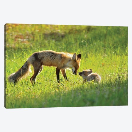 Canada, Manitoba, Whiteshell Provincial Park. Red fox mother with kit. Canvas Print #JYG436} by Jaynes Gallery Canvas Print