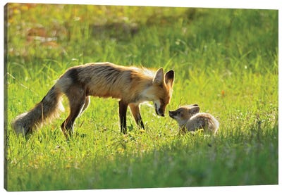 Canada, Manitoba, Whiteshell Provincial Park. Red fox mother with kit. Canvas Art Print