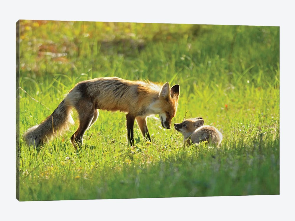 Canada, Manitoba, Whiteshell Provincial Park. Red fox mother with kit. by Jaynes Gallery 1-piece Canvas Art