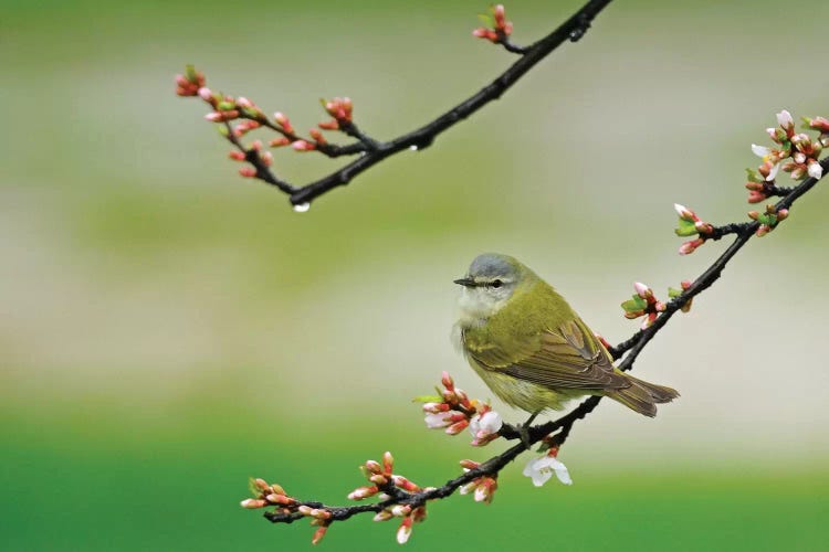 Canada, Manitoba, Winnipeg. Tennessee warbler in Nanking cherry shrub.