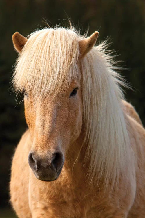 Iceland. Icelandic horse in sunset light IV