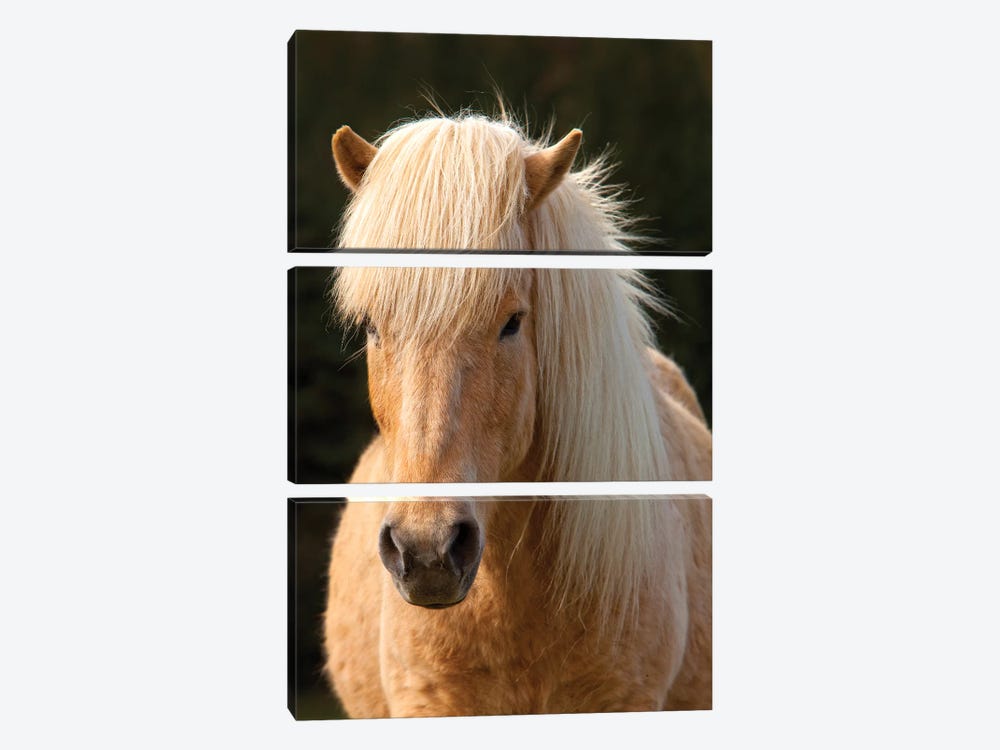 Iceland. Icelandic horse in sunset light IV by Jaynes Gallery 3-piece Canvas Wall Art