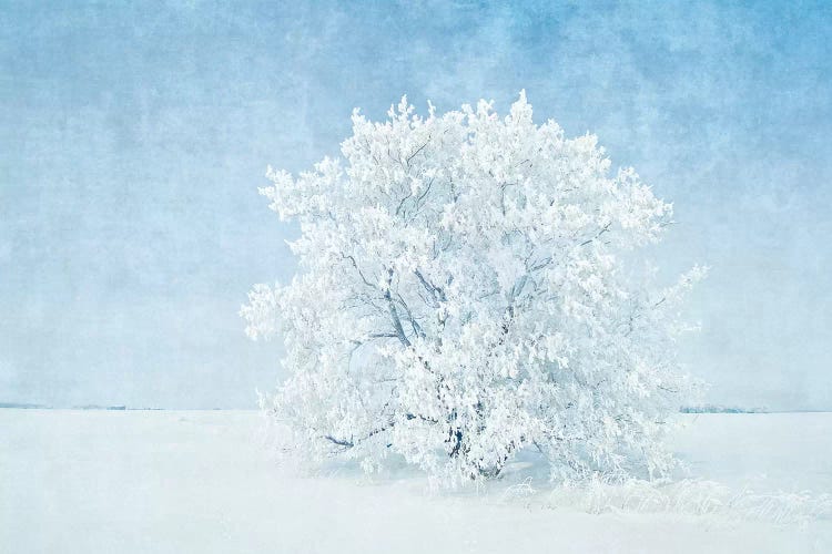 Canada, Manitoba. Snow-covered tree. by Jaynes Gallery wall art